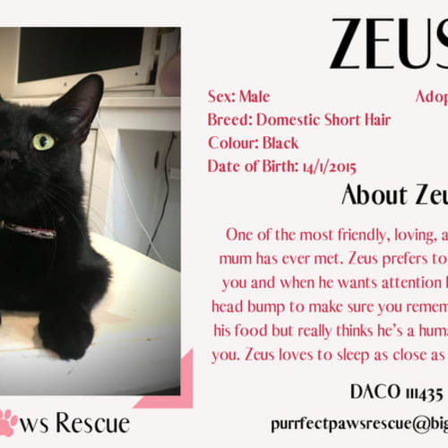 Zeus