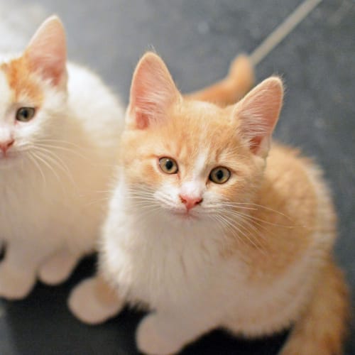 Marmalade