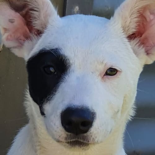 Mahla