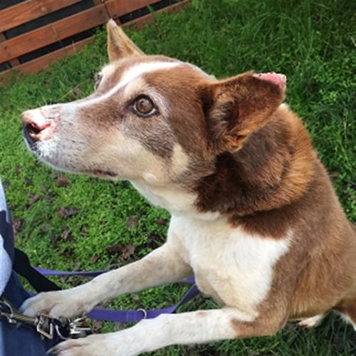 Poppy