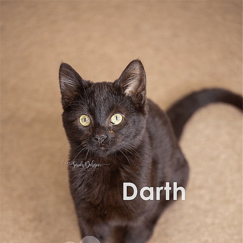 Darth Vader