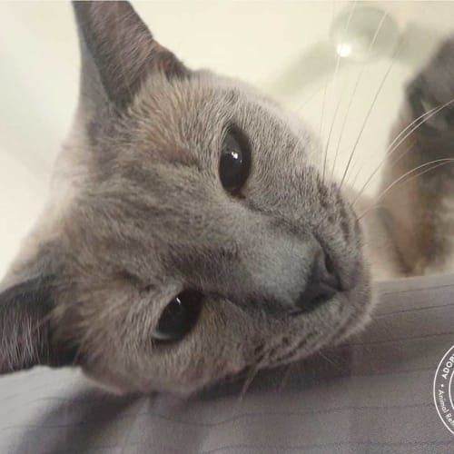 Animal Rehoming Tablelands Petrescue