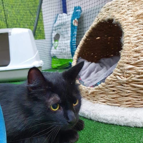 Panther - Visit me at PETstock Rockingham! 