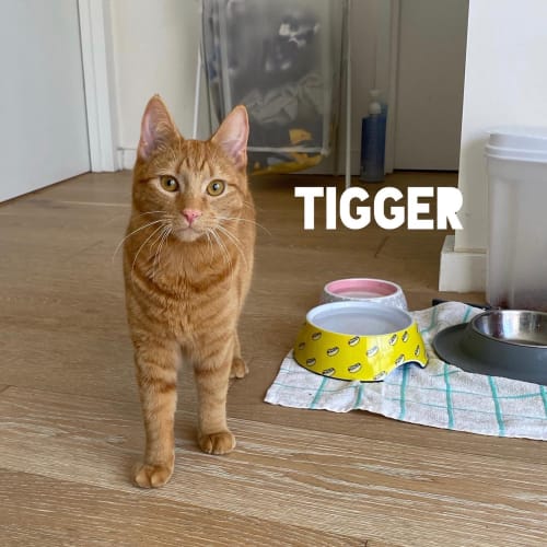 Tigger 