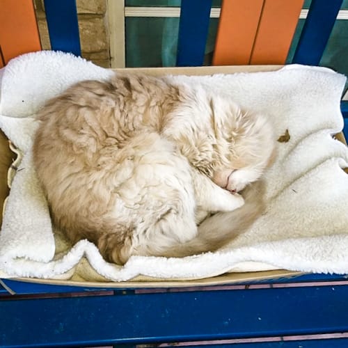 Tiger ~ 6 year old fluffy ginger boy