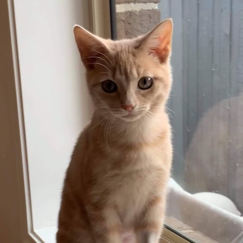 Peaches