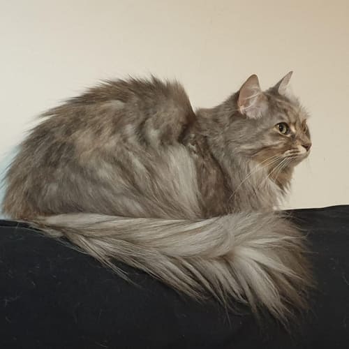 TigerLily