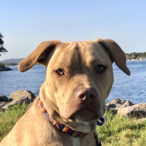 Rocky ~ 1 yr old Mastiff x (On Trial 31/10/2020)