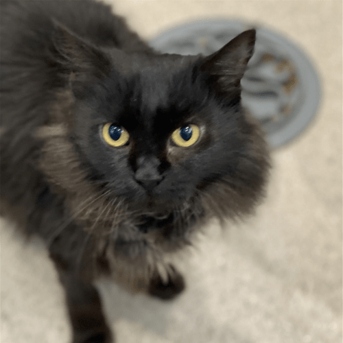 Taz