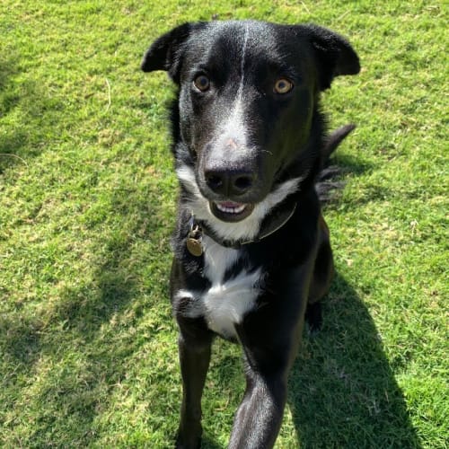 Hugo