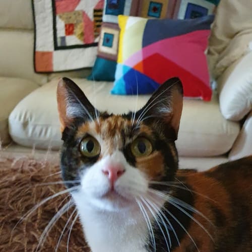 Lexie