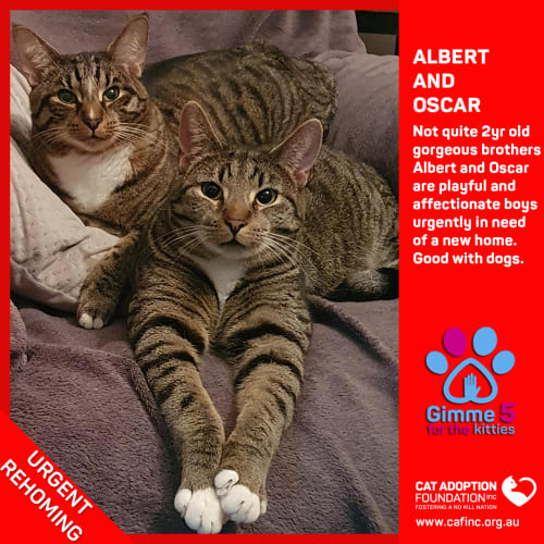 Albert and Oscar