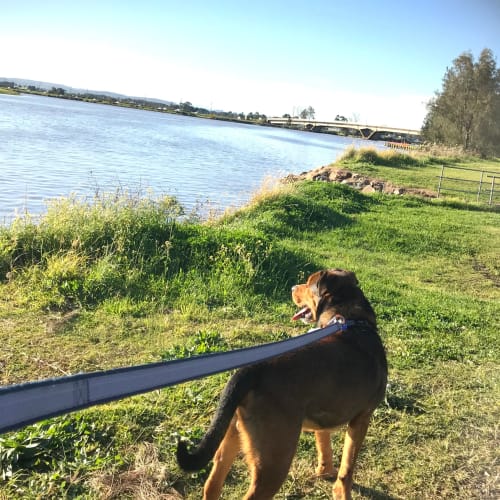 Toro ~ 19Mo Rottweiler X (On Trial 18/10/20)