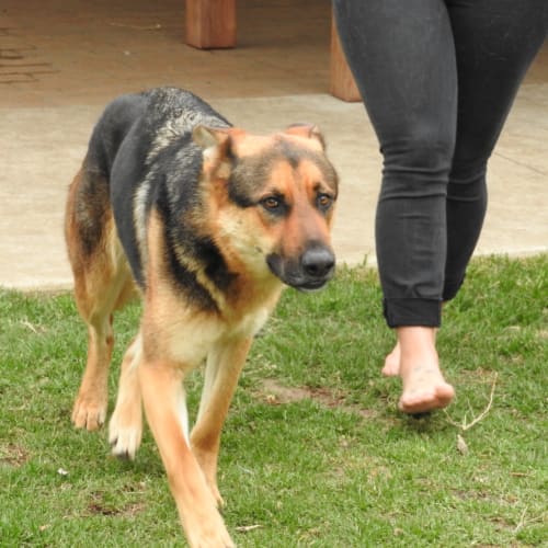 Axel