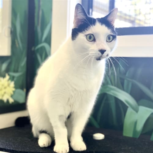 Kona