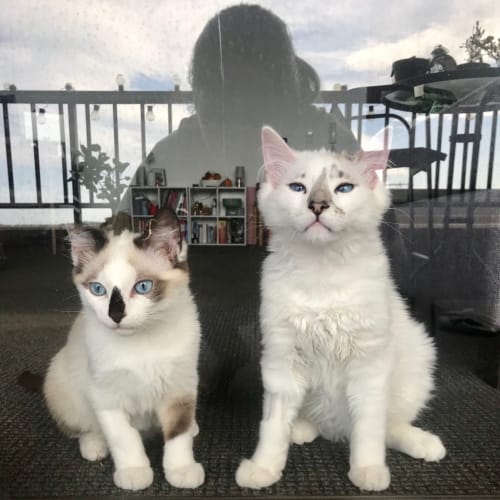 Luna and Houdini