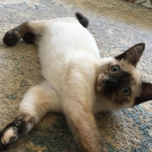 Lulu💛