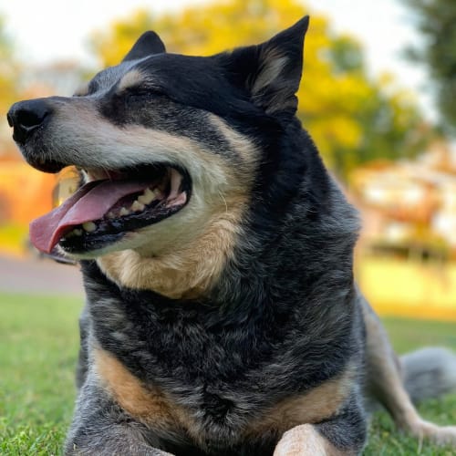 Jett ~ 11yr Old Cattle X Kelpie (On trial 2/10/20)