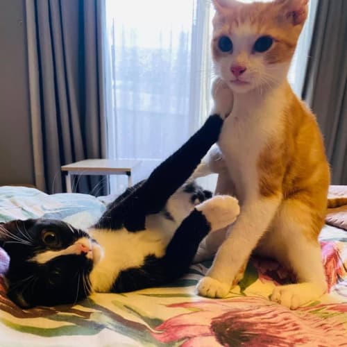Tony and Thor