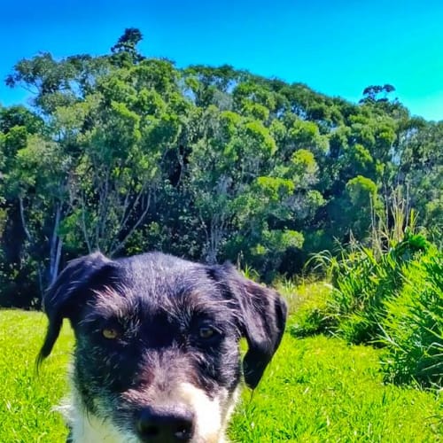 Lulu