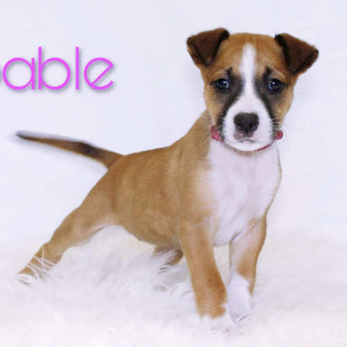 Sable 