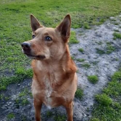 Dobby ~ 4yo Kelpie x ~ Adopted 9/12/20