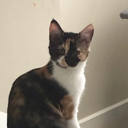 Piper 🌸