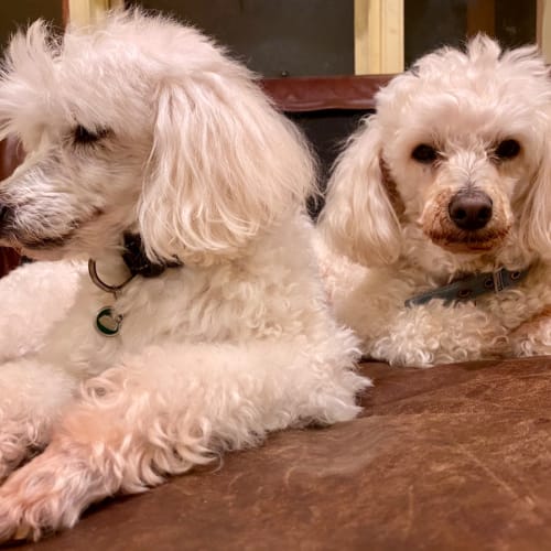 Locky & Scruffy