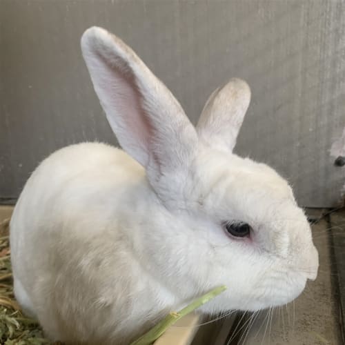 Bunilla Ice