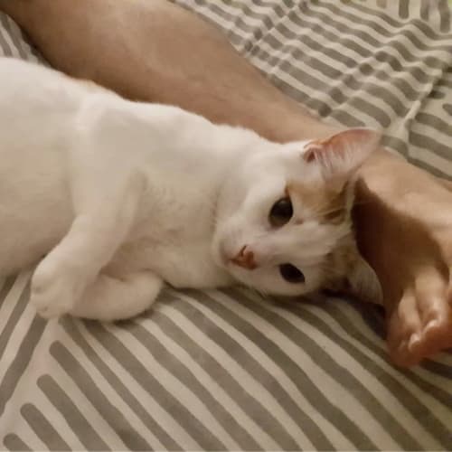 Mellow ~ 1yr Old Male Cat (On trial 7/10/20)