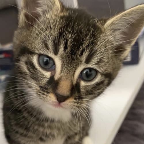 O’Malley