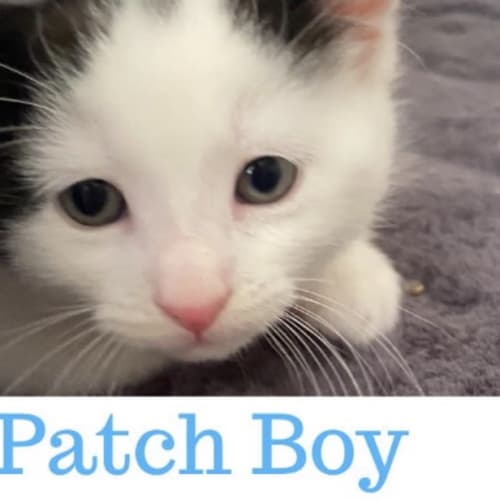 Patch 