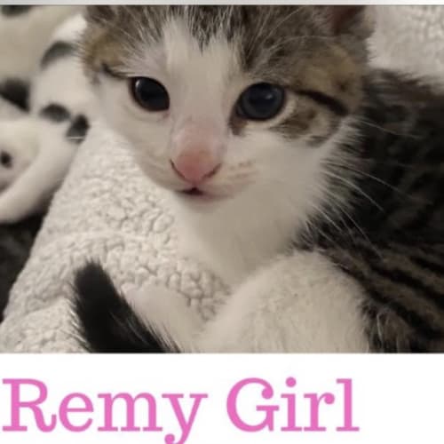 Remy 