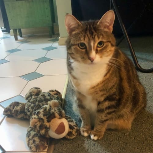 Frankie Bobtail