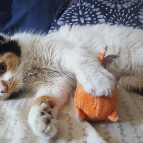 Jasmine