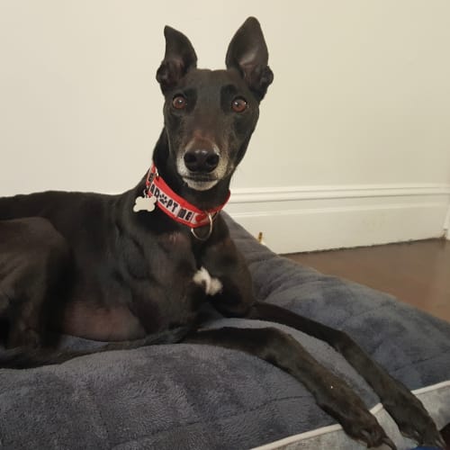 Fonzie