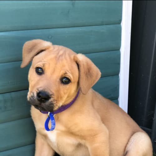 Mystique ~ Mastiff X (On Trial 25/10/20)