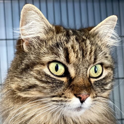 Sylvie