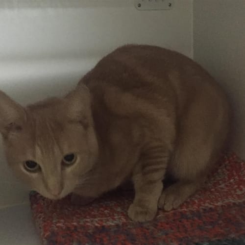 Oscar