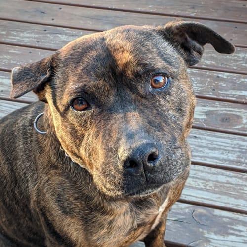 Mia~6yr Old English Staffy(On Trial 24/10/2020)