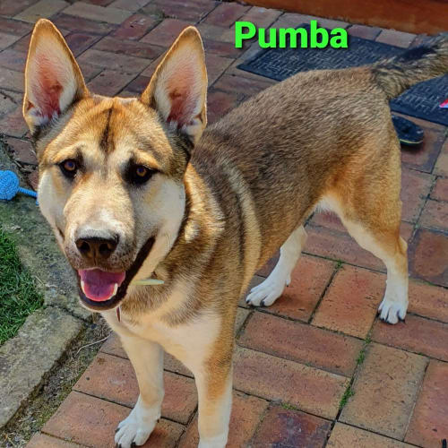 Pumba