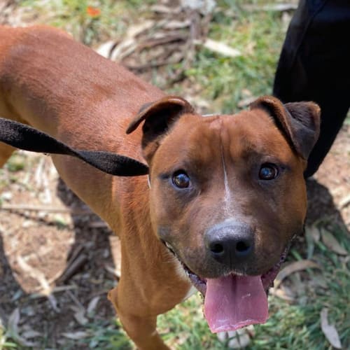 Weasley - 18mo English Staffy