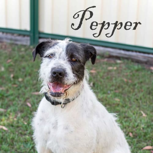 Pepper