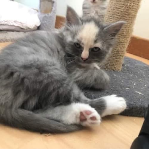 Marshmallow