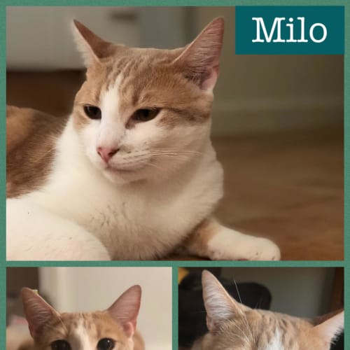 Milo