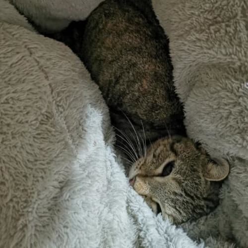 Indi