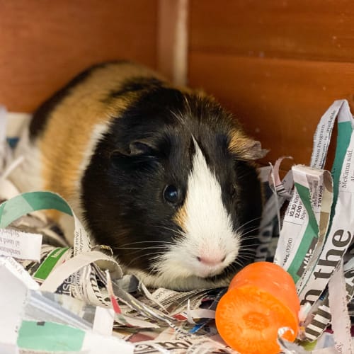 Pig Pig
