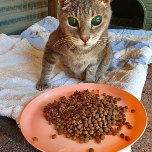 Django ( Special needs)