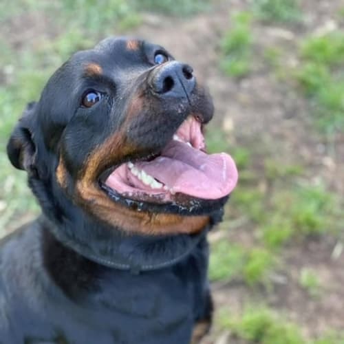No photo for Hunter ** Pure Breed Rottweiler **