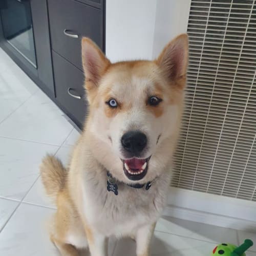 Kobi